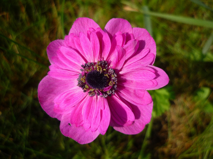 21 mai 2011 - Anemone