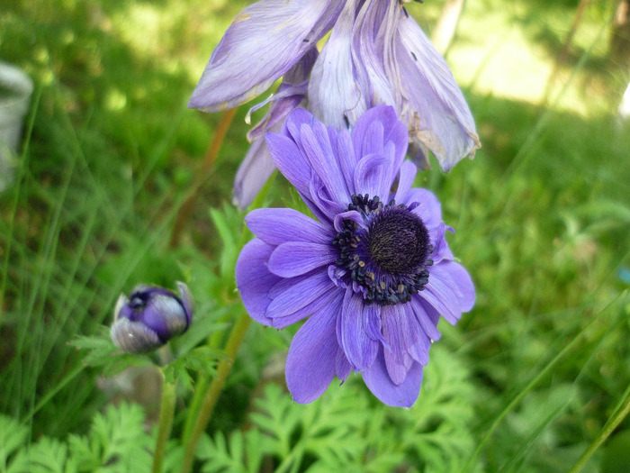 21 mai 2011 - Anemone