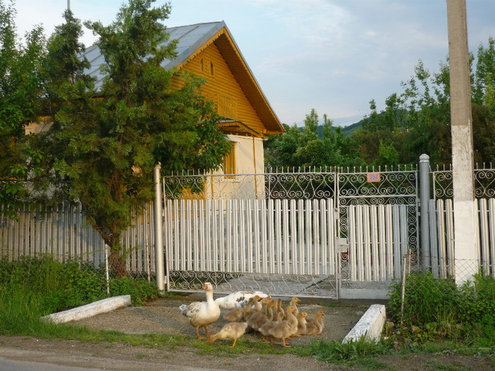 7 iunie 2011 - Vara