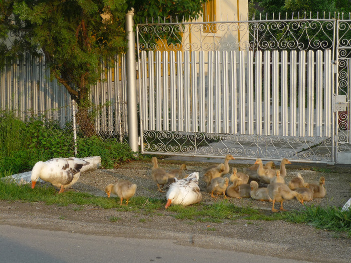 7 iunie 2011 - Vara