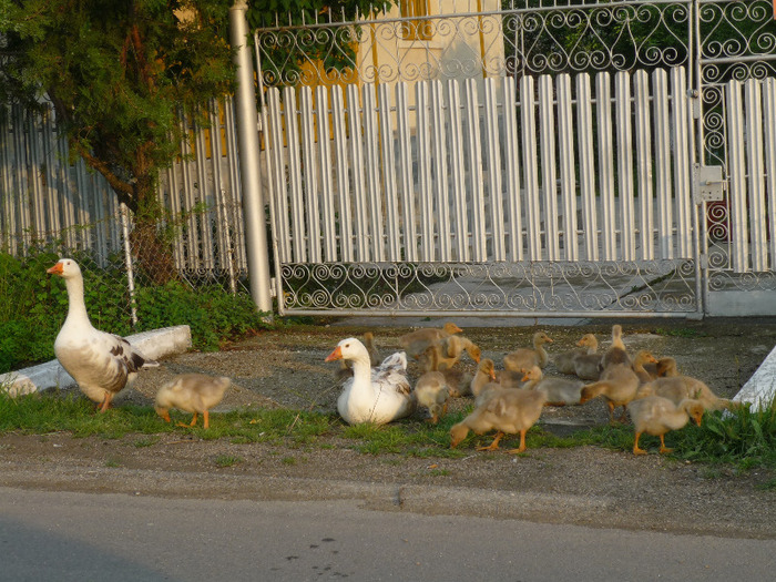 7 iunie 2011 - Vara