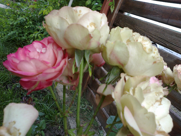 27 iunie 2011 trandafiri - Acropolis un trandafir deosebit