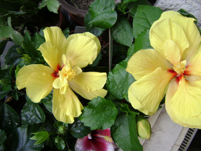 DSC06739 - hibiscus 2011