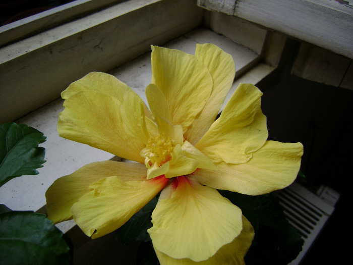DSC06741 - hibiscus 2011
