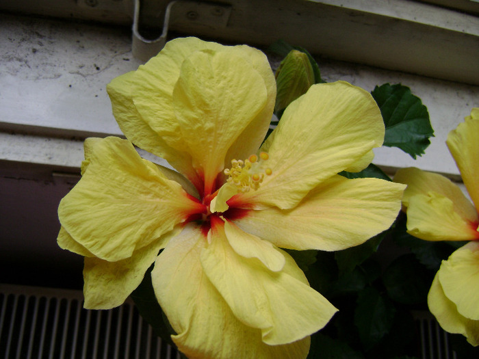 DSC06742 - hibiscus 2011