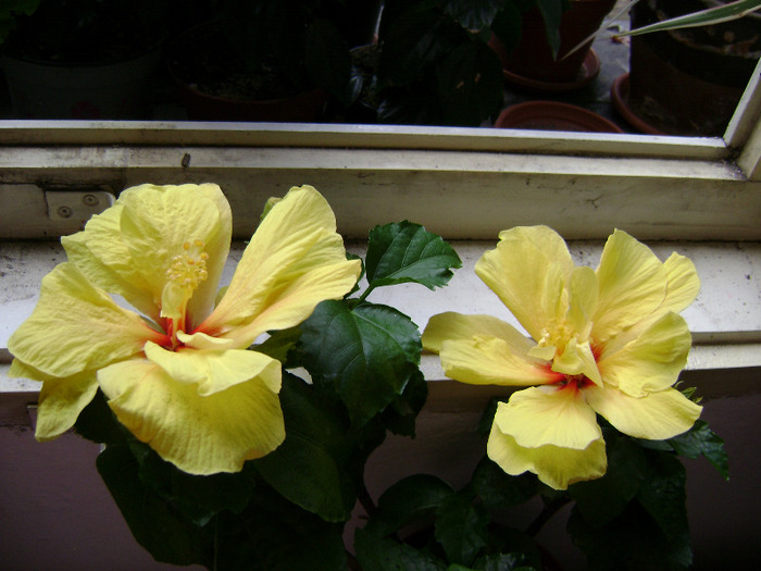DSC06743 - hibiscus 2011