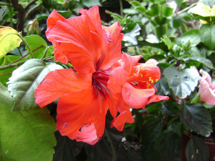 DSC06745 - hibiscus 2011