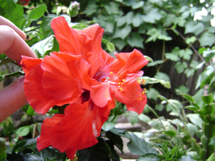 DSC06748 - hibiscus 2011
