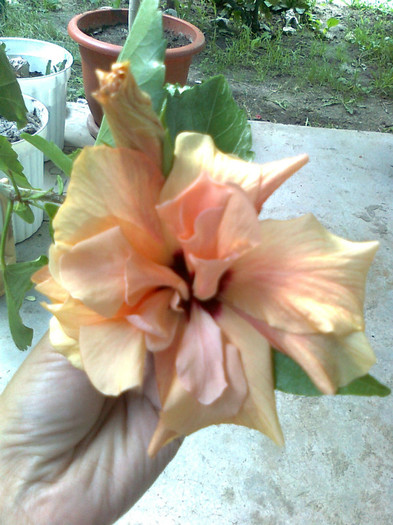Fotografie0269 - hibiscus portocaliu