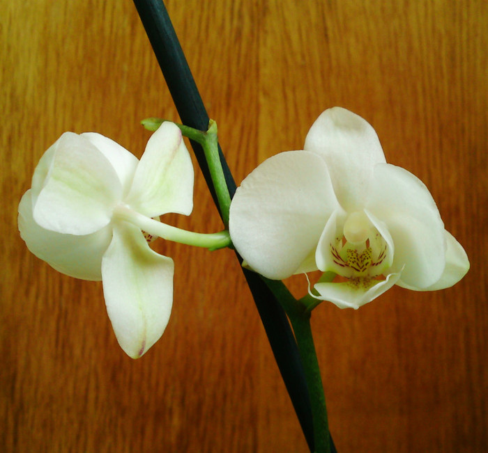 Cumparata la reducere - Orhidee phalaenopsis