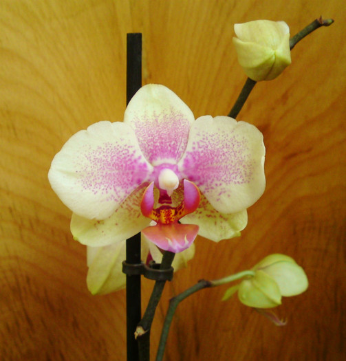 Tot la reducere - Orhidee phalaenopsis