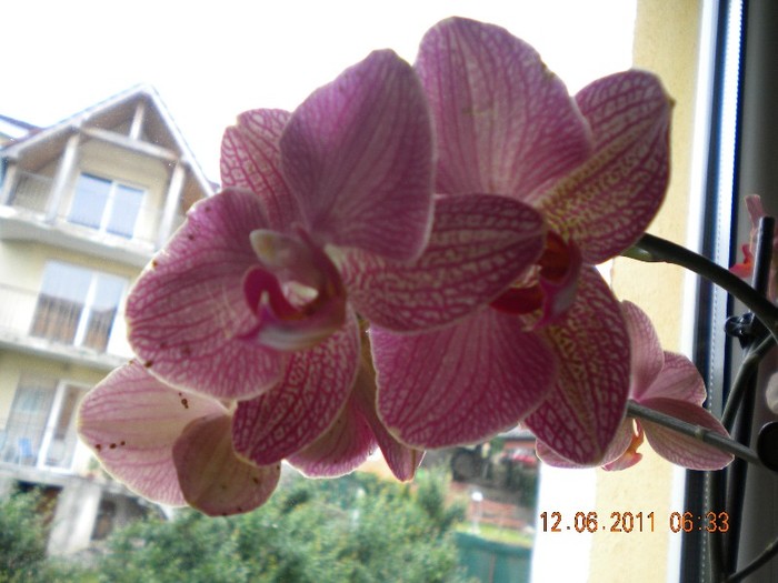 DSCN0962[2] - orhidee 2011