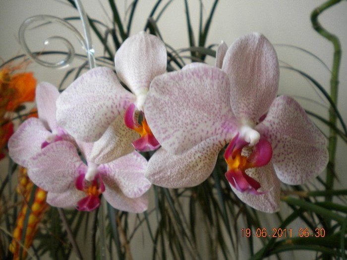  - orhidee 2011