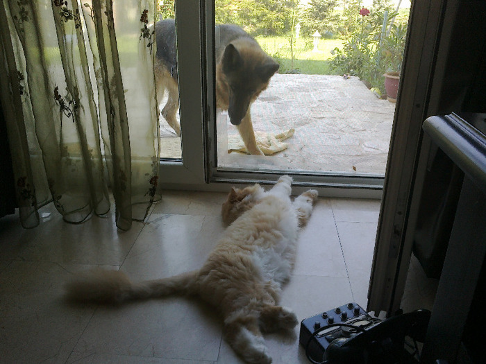 Mozart isi bate joc de Bonny