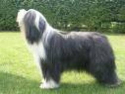 bearded collie - RASE DE CAINI