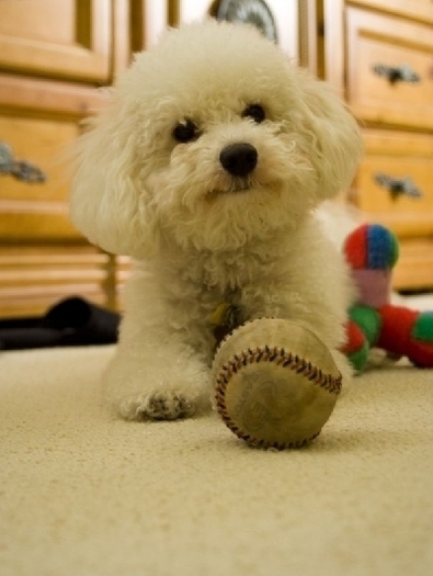 bichon bolognez - RASE DE CAINI