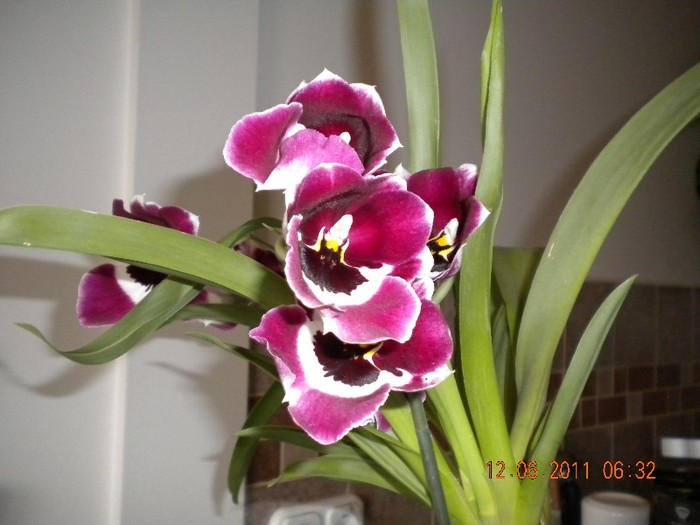  - orhidee 2011