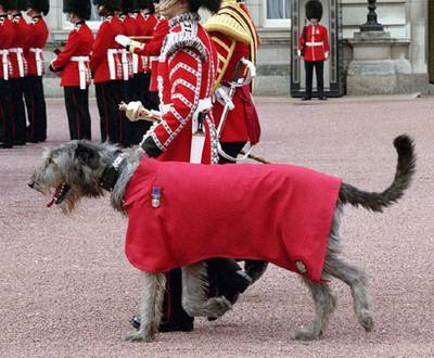 irish_wolfhound - RASE DE CAINI