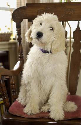 goldendoodle[1]