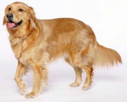 golden-retriever - RASE DE CAINI