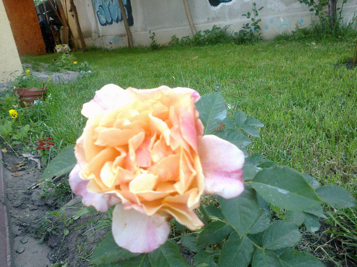27 iunie 2011 trandafiri - Trandafir Caramela