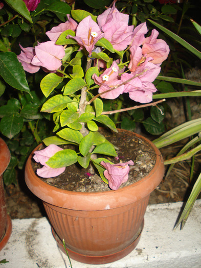 DSC09651