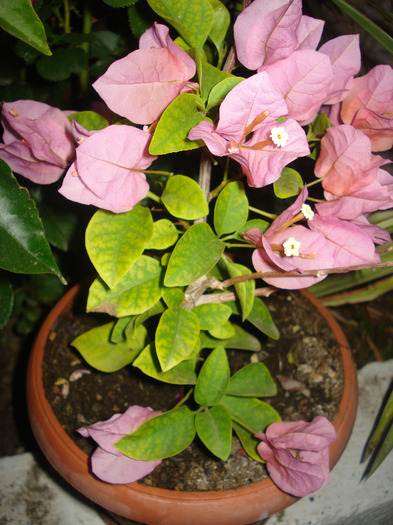 DSC09652