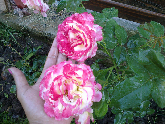 27 iunie 2011 trandafiri - Trandafir Imperatrice Farah