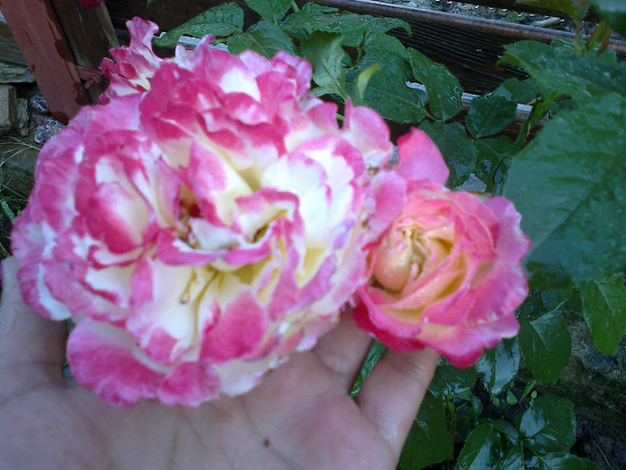 27 iunie 2011 trandafiri - Trandafir Imperatrice Farah