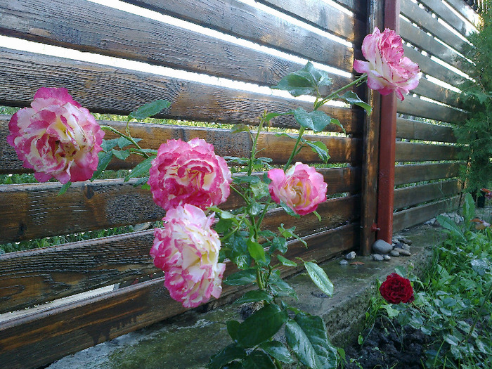 27 iunie 2011 trandafirii si gladiole 037 - Trandafir Imperatrice Farah