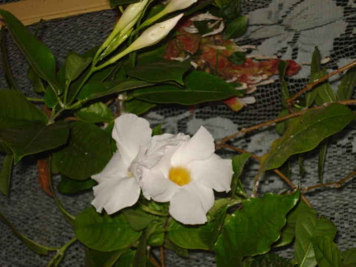 dipladenia  alba
