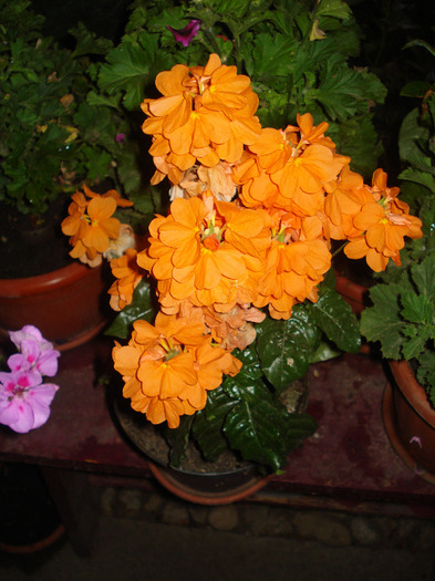 crossandra