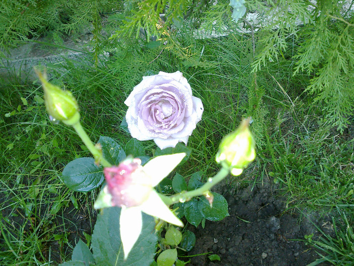 27 iunie 2011 trandafiri - Trandafir Mainzer Fastnacht