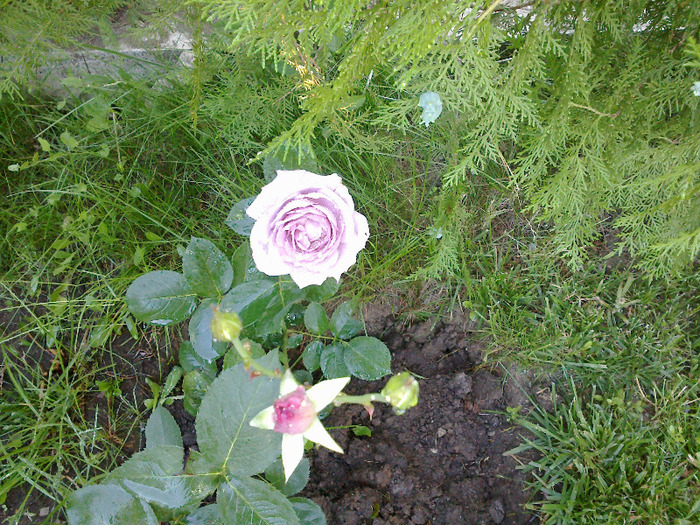 27 iunie 2011 trandafiri - Trandafir Mainzer Fastnacht