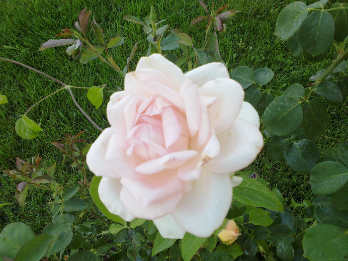 27 iunie 2011 trandafiri - Trandafir necunoscut