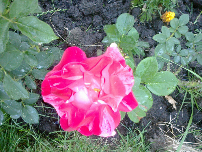 27 iunie 2011 trandafirii si gladiole 013 - au inflorit trandafirii mai 2013