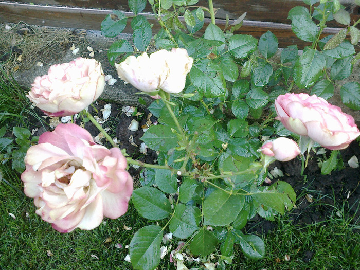 27 iunie 2011 trandafirii si gladiole 039 - au inflorit trandafirii mai 2013