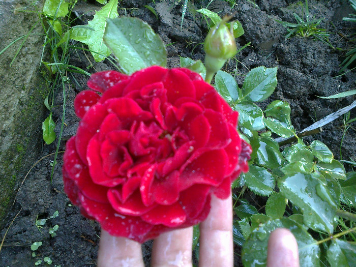27 iunie 2011 trandafirii si gladiole 032 - au inflorit trandafirii mai 2013