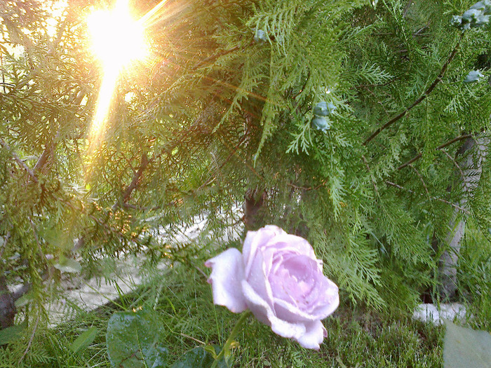 27 iunie 2011 trandafirii si gladiole 043 - au inflorit trandafirii mai 2013