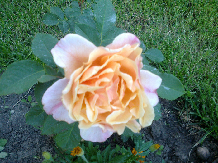 27 iunie 2011 trandafirii si gladiole 010 - au inflorit trandafirii mai 2013