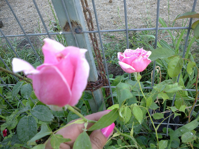27 iunie 2011 trandafirii si gladiole 046 - au inflorit trandafirii mai 2013
