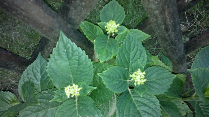 boboci hortensie - VARA 2011