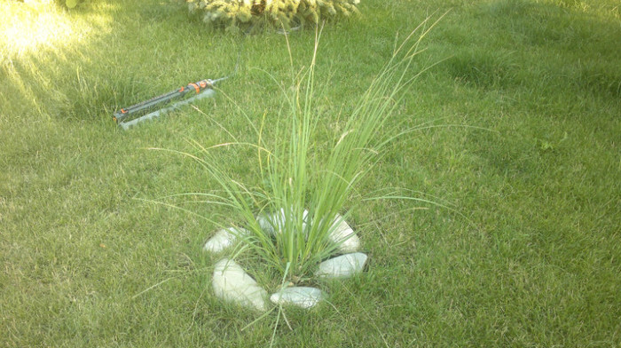 iarba de Pampas sau ce-a mai ramas - VARA 2011