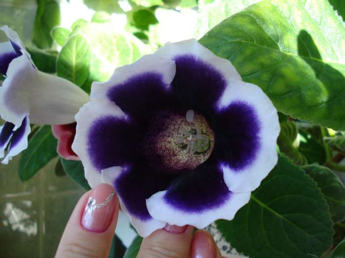 DSC09483 - GLOXINIA  2011