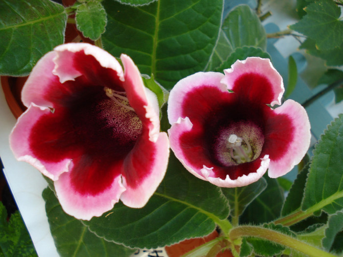 DSC09506 - GLOXINIA  2011