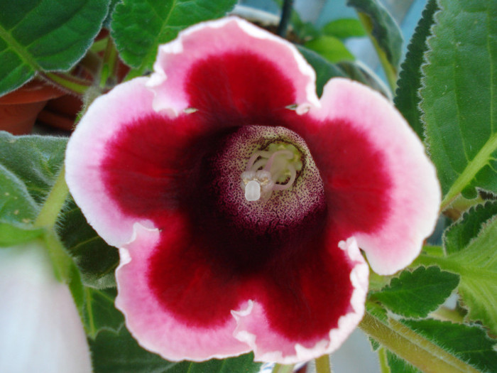 DSC09505 - GLOXINIA  2011