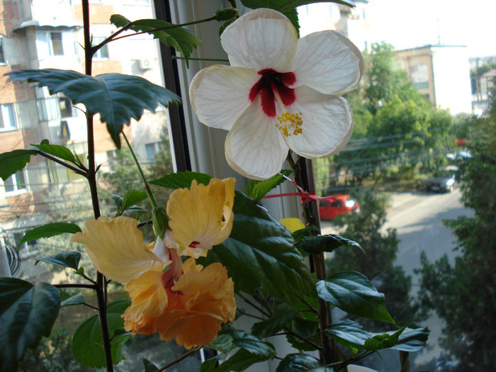 DSC09489 - HIBISCUS 2011