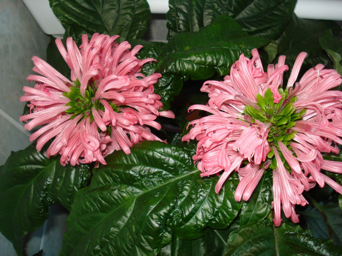 DSC09469