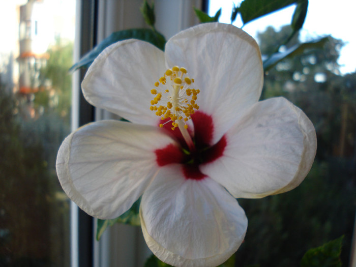 DSC09441 - FLORI 2011