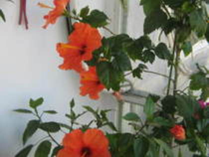 august 2005,planta mama,decedata - hibi portocaliu simplu
